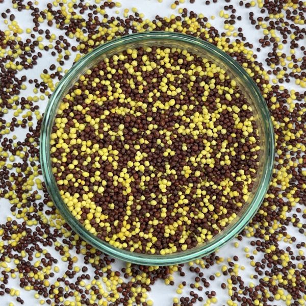 Ferrous Bisglycinate (28mg) + Folic Acid + Vit C + Vit B12 Pellets